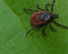 Lyme Disease Specialist Portsmouth NH